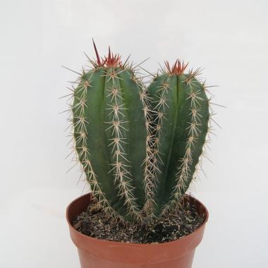 Pachycereus pecten-arboriginum